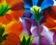 KellyFlowers2011